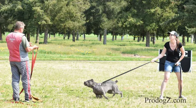 April 20, 2015 RVSC Schutzhund Trial on April 20, 2015 — club members, officials and spectators during the trial — photo 032
