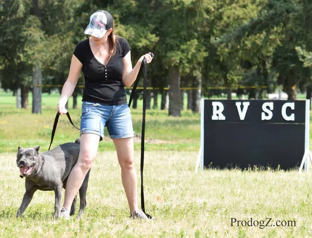 April 20, 2015 RVSC Schutzhund Trial on April 20, 2015 — a working dog and handler preparing for a field exercise — photo 033