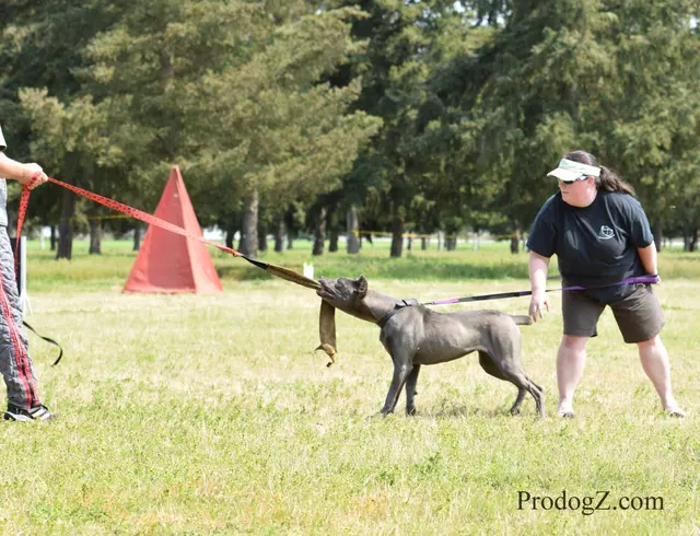 April 20, 2015 RVSC Schutzhund Trial on April 20, 2015 — Schutzhund trial blinds, signage and activity around the field — photo 034