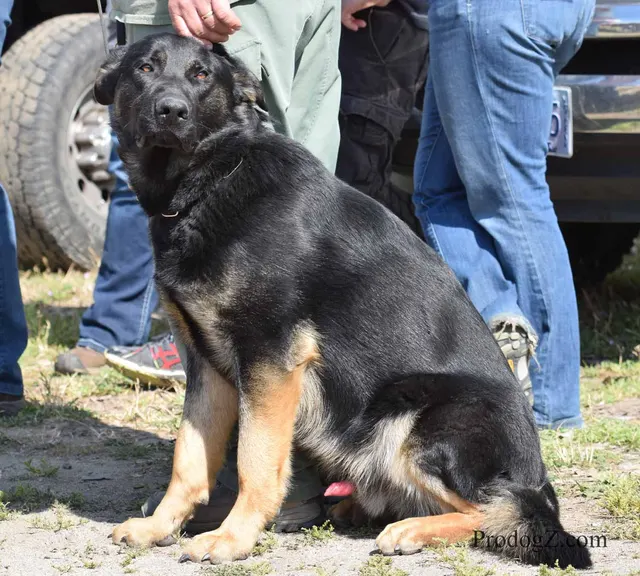 April 20, 2015 RVSC Schutzhund Trial on April 20, 2015 — club members, officials and spectators during the trial — photo 047
