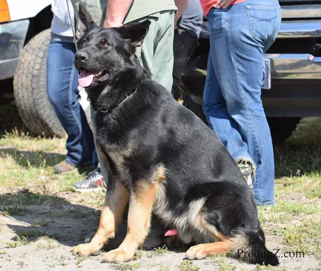 April 20, 2015 RVSC Schutzhund Trial on April 20, 2015 — a working dog and handler preparing for a field exercise — photo 048