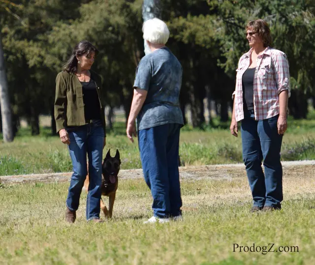April 20, 2015 RVSC Schutzhund Trial on April 20, 2015 — a dog-and-handler team performing a formal trial exercise — photo 005