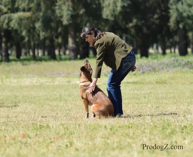 April 20, 2015 RVSC Schutzhund Trial on April 20, 2015 — a working dog holding position and attention on the trial field — photo 006