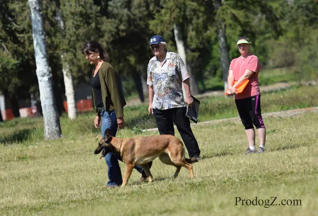 April 20, 2015 RVSC Schutzhund Trial on April 20, 2015 — a dog-and-handler team performing a formal trial exercise — photo 009