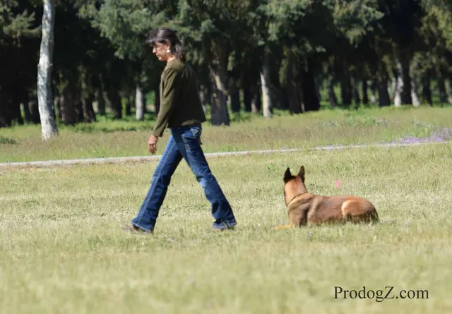 April 20, 2015 RVSC Schutzhund Trial on April 20, 2015 — a working dog holding position and attention on the trial field — photo 010