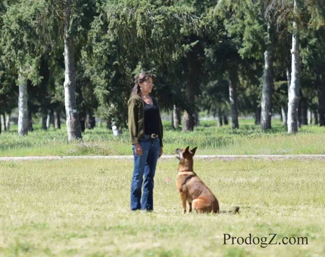 April 20, 2015 RVSC Schutzhund Trial on April 20, 2015 — a handler moving with a working dog during an obedience exercise — photo 011