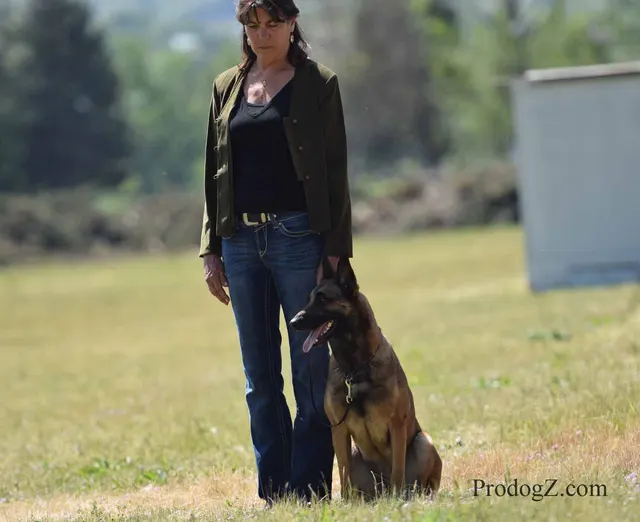 April 20, 2015 RVSC Schutzhund Trial on April 20, 2015 — a working dog holding position and attention on the trial field — photo 014