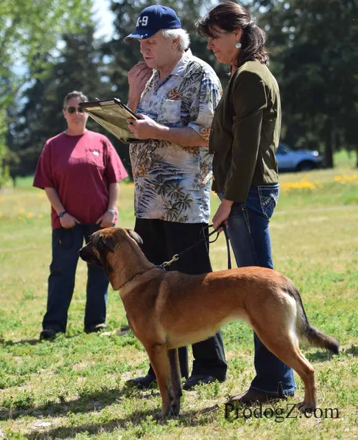 April 20, 2015 RVSC Schutzhund Trial on April 20, 2015 — a dog-and-handler team performing a formal trial exercise — photo 017