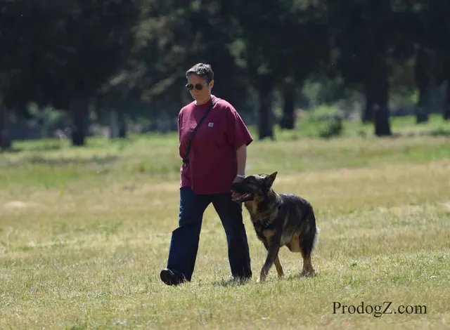April 20, 2015 RVSC Schutzhund Trial on April 20, 2015 — a German Shepherd maintaining position beside the handler — photo 020