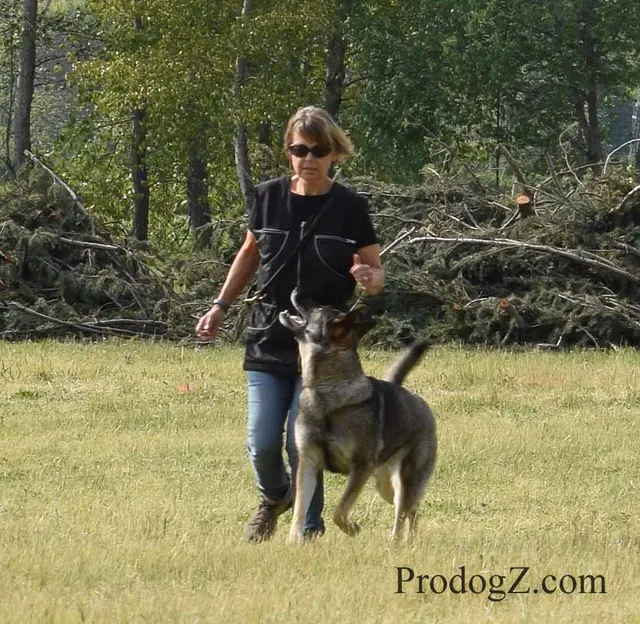 April 20, 2015 RVSC Schutzhund Trial on April 20, 2015 — a dog holding position while the handler completes a trial exercise — photo 055