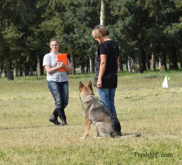 April 20, 2015 RVSC Schutzhund Trial on April 20, 2015 — obedience position and handler control on the trial field — photo 057