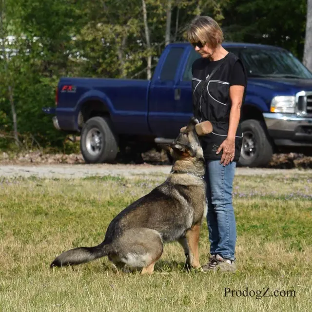April 20, 2015 RVSC Schutzhund Trial on April 20, 2015 — handler-and-dog teamwork during the obedience portion of the trial — photo 059