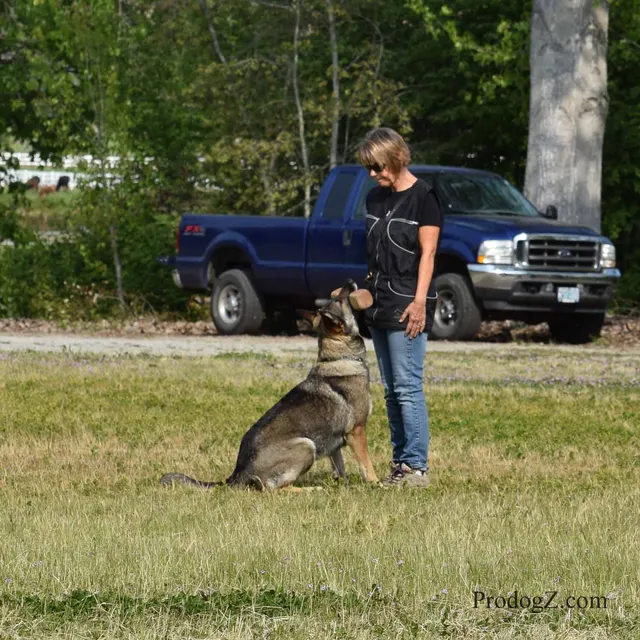 April 20, 2015 RVSC Schutzhund Trial on April 20, 2015 — a dog holding position while the handler completes a trial exercise — photo 060