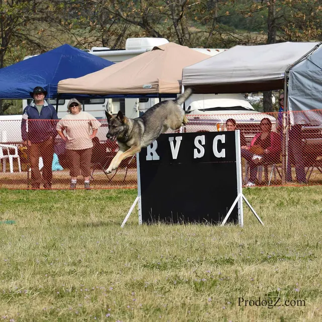 April 20, 2015 RVSC Schutzhund Trial on April 20, 2015 — obedience position and handler control on the trial field — photo 062