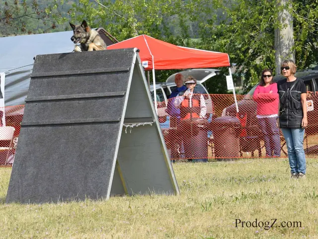 April 20, 2015 RVSC Schutzhund Trial on April 20, 2015 — a working dog moving through a formal field routine — photo 063