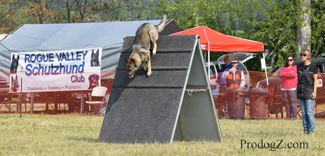 April 20, 2015 RVSC Schutzhund Trial on April 20, 2015 — handler-and-dog teamwork during the obedience portion of the trial — photo 064