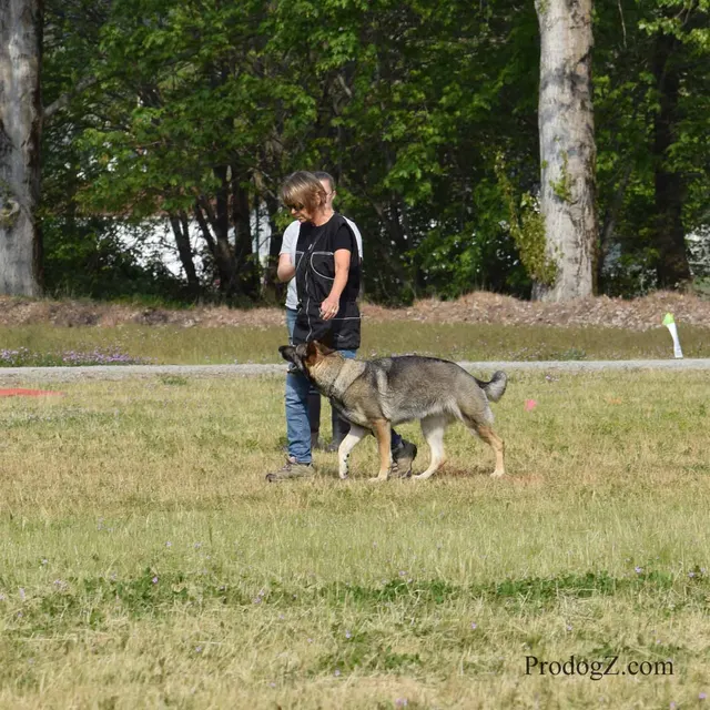 April 20, 2015 RVSC Schutzhund Trial on April 20, 2015 — a dog holding position while the handler completes a trial exercise — photo 065