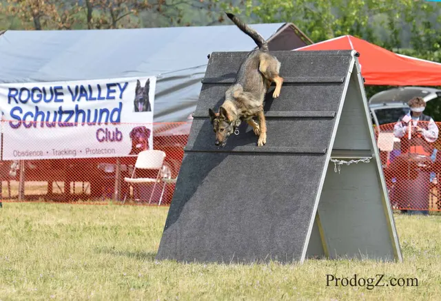 April 20, 2015 RVSC Schutzhund Trial on April 20, 2015 — a working dog and handler performing a Schutzhund trial exercise — photo 066