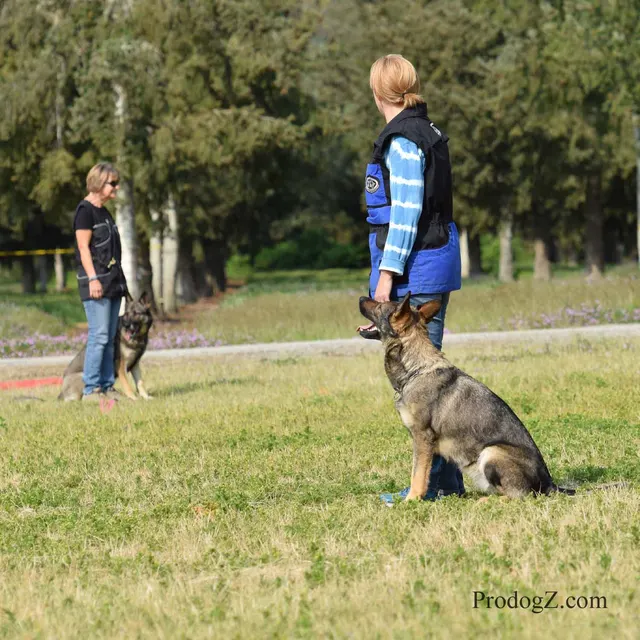 April 20, 2015 RVSC Schutzhund Trial on April 20, 2015 — obedience position and handler control on the trial field — photo 067