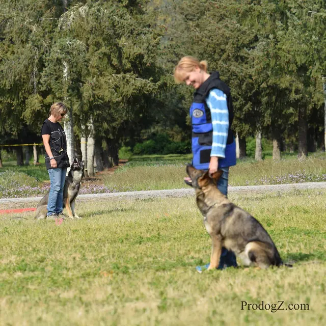 April 20, 2015 RVSC Schutzhund Trial on April 20, 2015 — a working dog moving through a formal field routine — photo 068