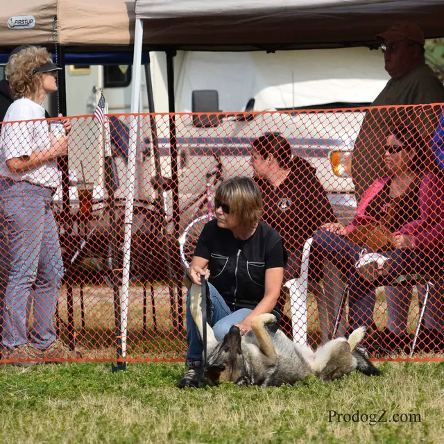 April 20, 2015 RVSC Schutzhund Trial on April 20, 2015 — a working dog and handler performing a Schutzhund trial exercise — photo 071