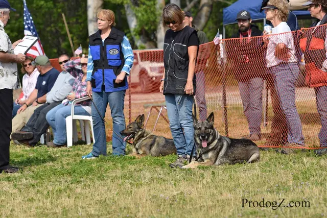 April 20, 2015 RVSC Schutzhund Trial on April 20, 2015 — obedience position and handler control on the trial field — photo 072