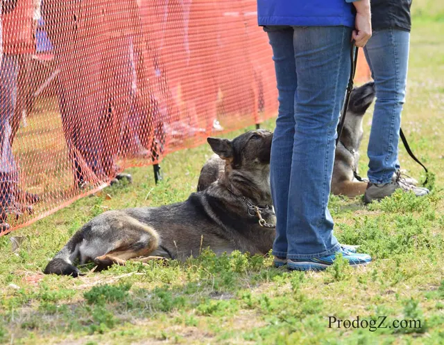 April 20, 2015 RVSC Schutzhund Trial on April 20, 2015 — handler-and-dog teamwork during the obedience portion of the trial — photo 074