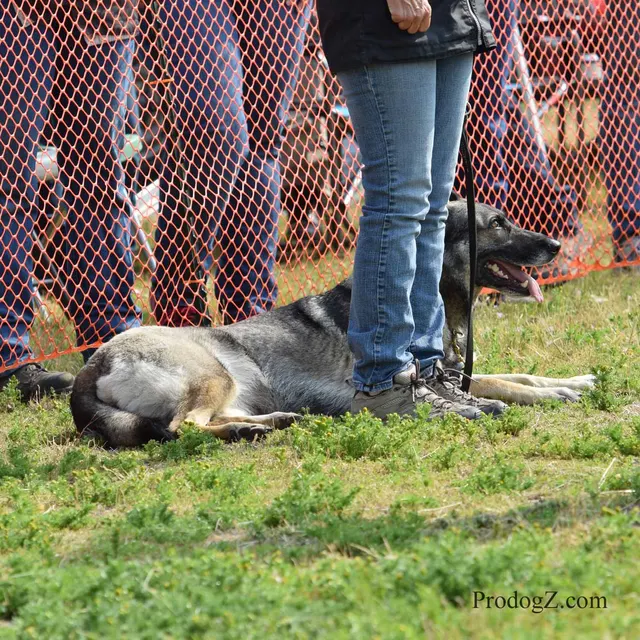 April 20, 2015 RVSC Schutzhund Trial on April 20, 2015 — a dog holding position while the handler completes a trial exercise — photo 075