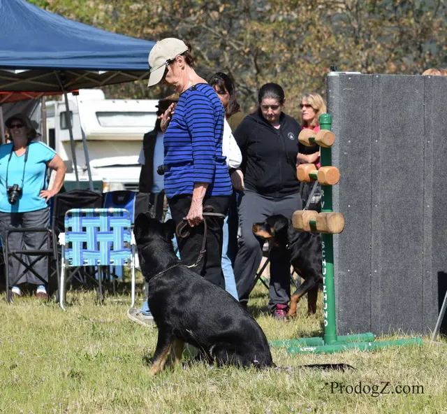 April 20, 2015 RVSC Schutzhund Trial on April 20, 2015 — obedience position and handler control on the trial field — photo 077