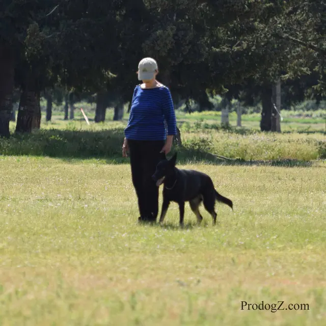 April 20, 2015 RVSC Schutzhund Trial on April 20, 2015 — a working dog moving through a formal field routine — photo 078