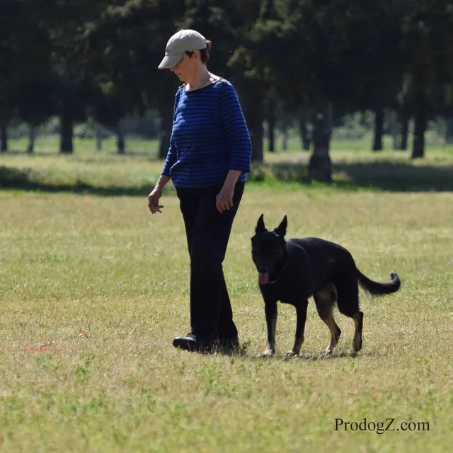 April 20, 2015 RVSC Schutzhund Trial on April 20, 2015 — handler-and-dog teamwork during the obedience portion of the trial — photo 079
