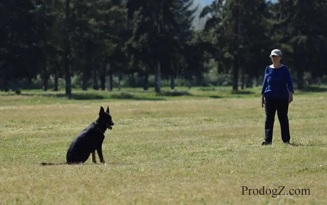 April 20, 2015 RVSC Schutzhund Trial on April 20, 2015 — a dog holding position while the handler completes a trial exercise — photo 080