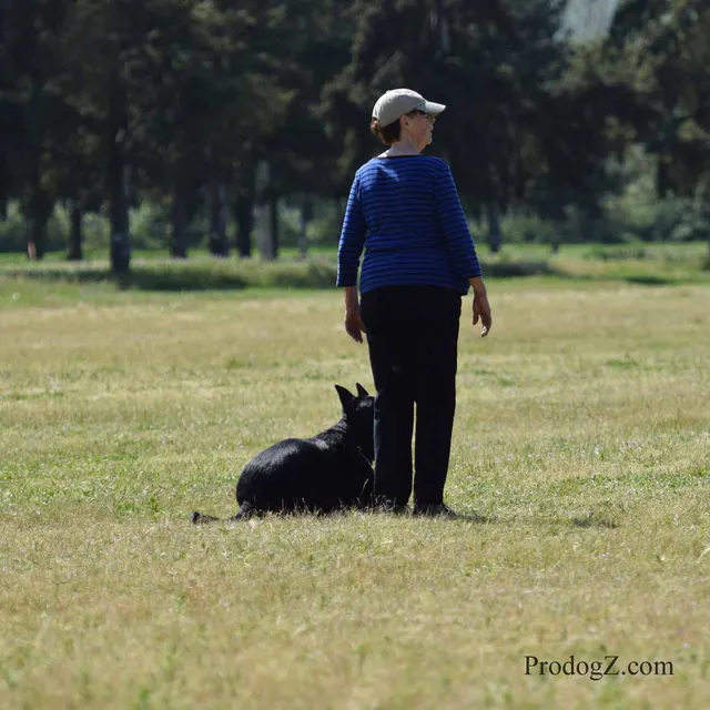 April 20, 2015 RVSC Schutzhund Trial on April 20, 2015 — a working dog and handler performing a Schutzhund trial exercise — photo 081