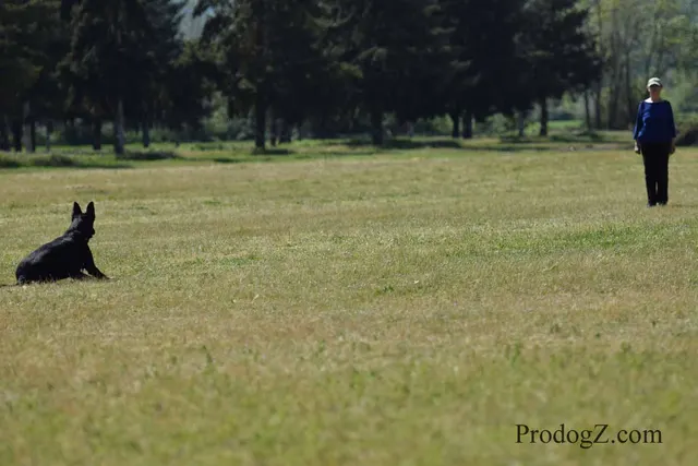 April 20, 2015 RVSC Schutzhund Trial on April 20, 2015 — obedience position and handler control on the trial field — photo 082