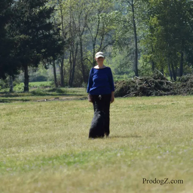 April 20, 2015 RVSC Schutzhund Trial on April 20, 2015 — a working dog moving through a formal field routine — photo 083