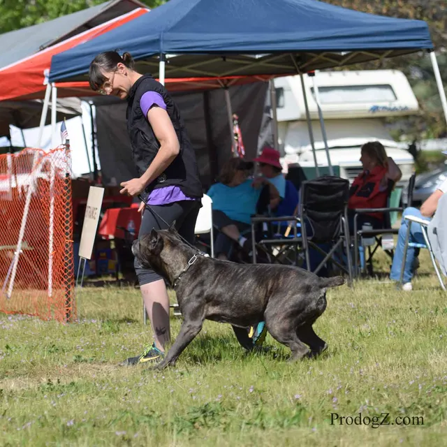 April 20, 2015 RVSC Schutzhund Trial on April 20, 2015 — a dog holding position while the handler completes a trial exercise — photo 085