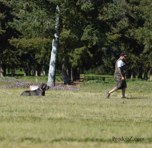 April 20, 2015 RVSC Schutzhund Trial on April 20, 2015 — obedience position and handler control on the trial field — photo 087