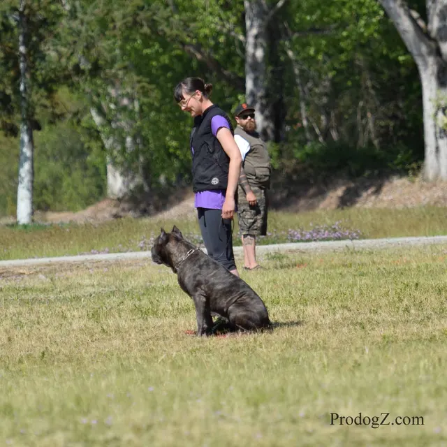 April 20, 2015 RVSC Schutzhund Trial on April 20, 2015 — a working dog moving through a formal field routine — photo 088