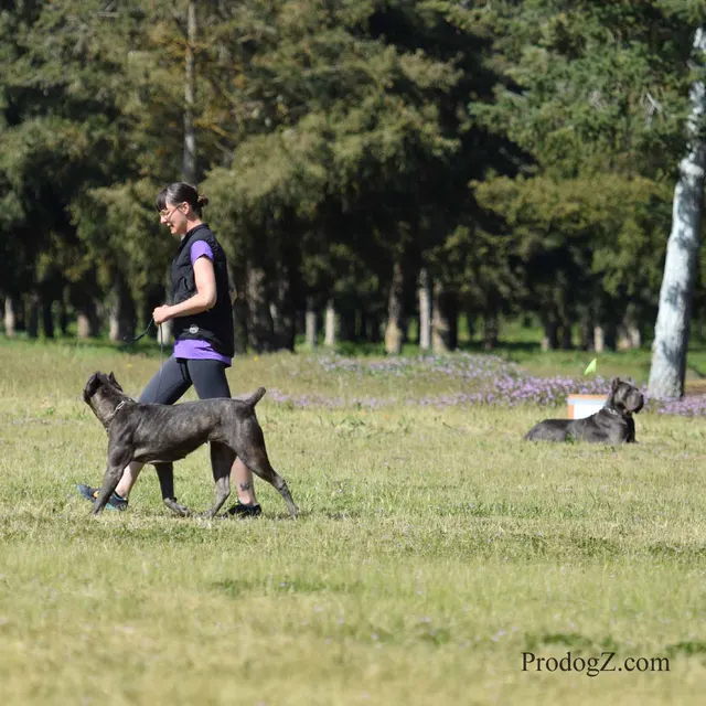 April 20, 2015 RVSC Schutzhund Trial on April 20, 2015 — handler-and-dog teamwork during the obedience portion of the trial — photo 089