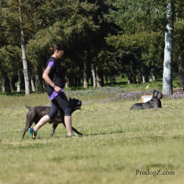 April 20, 2015 RVSC Schutzhund Trial on April 20, 2015 — a dog holding position while the handler completes a trial exercise — photo 090