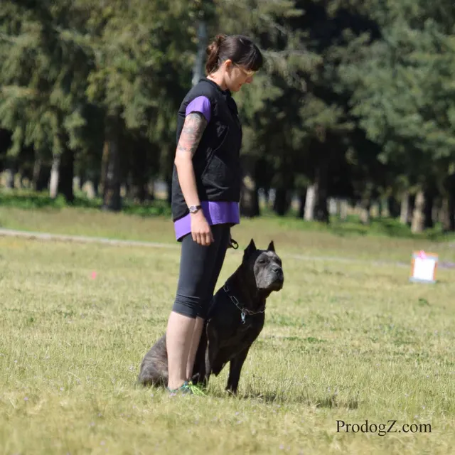 April 20, 2015 RVSC Schutzhund Trial on April 20, 2015 — a working dog and handler performing a Schutzhund trial exercise — photo 091