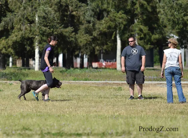 April 20, 2015 RVSC Schutzhund Trial on April 20, 2015 — a working dog moving through a formal field routine — photo 093