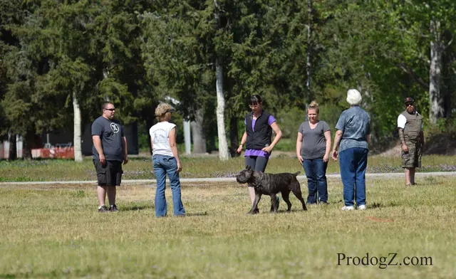 April 20, 2015 RVSC Schutzhund Trial on April 20, 2015 — handler-and-dog teamwork during the obedience portion of the trial — photo 094