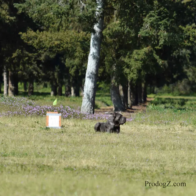 April 20, 2015 RVSC Schutzhund Trial on April 20, 2015 — a dog holding position while the handler completes a trial exercise — photo 095