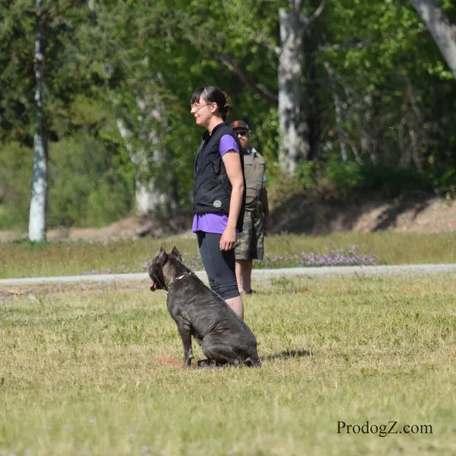 April 20, 2015 RVSC Schutzhund Trial on April 20, 2015 — obedience position and handler control on the trial field — photo 097