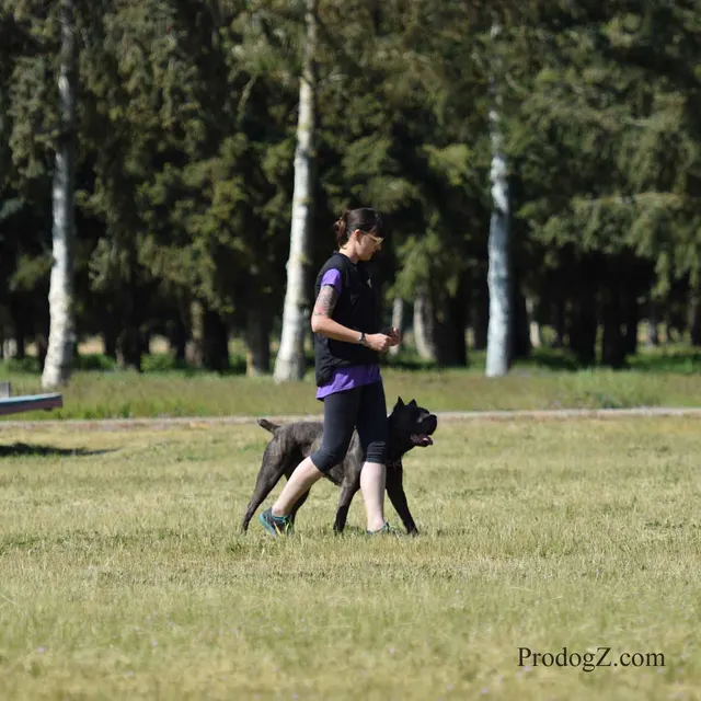 April 20, 2015 RVSC Schutzhund Trial on April 20, 2015 — a working dog moving through a formal field routine — photo 098