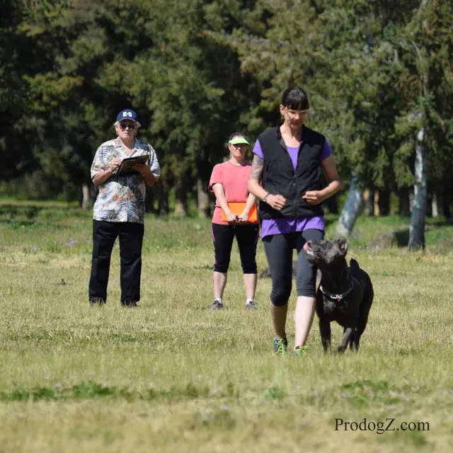 April 20, 2015 RVSC Schutzhund Trial on April 20, 2015 — handler-and-dog teamwork during the obedience portion of the trial — photo 099