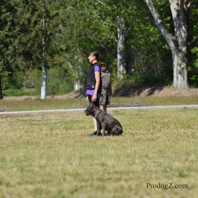 April 20, 2015 RVSC Schutzhund Trial on April 20, 2015 — a dog holding position while the handler completes a trial exercise — photo 100