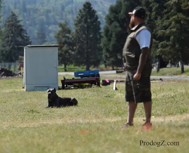 April 20, 2015 RVSC Schutzhund Trial on April 20, 2015 — a working dog and handler performing a Schutzhund trial exercise — photo 101