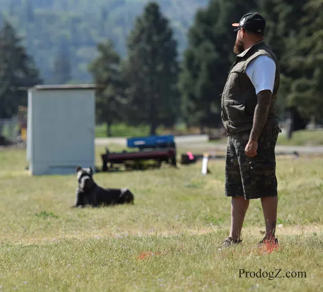 April 20, 2015 RVSC Schutzhund Trial on April 20, 2015 — obedience position and handler control on the trial field — photo 102